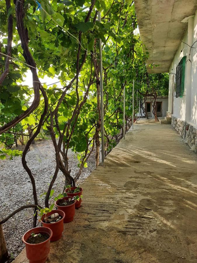 Jungle House *