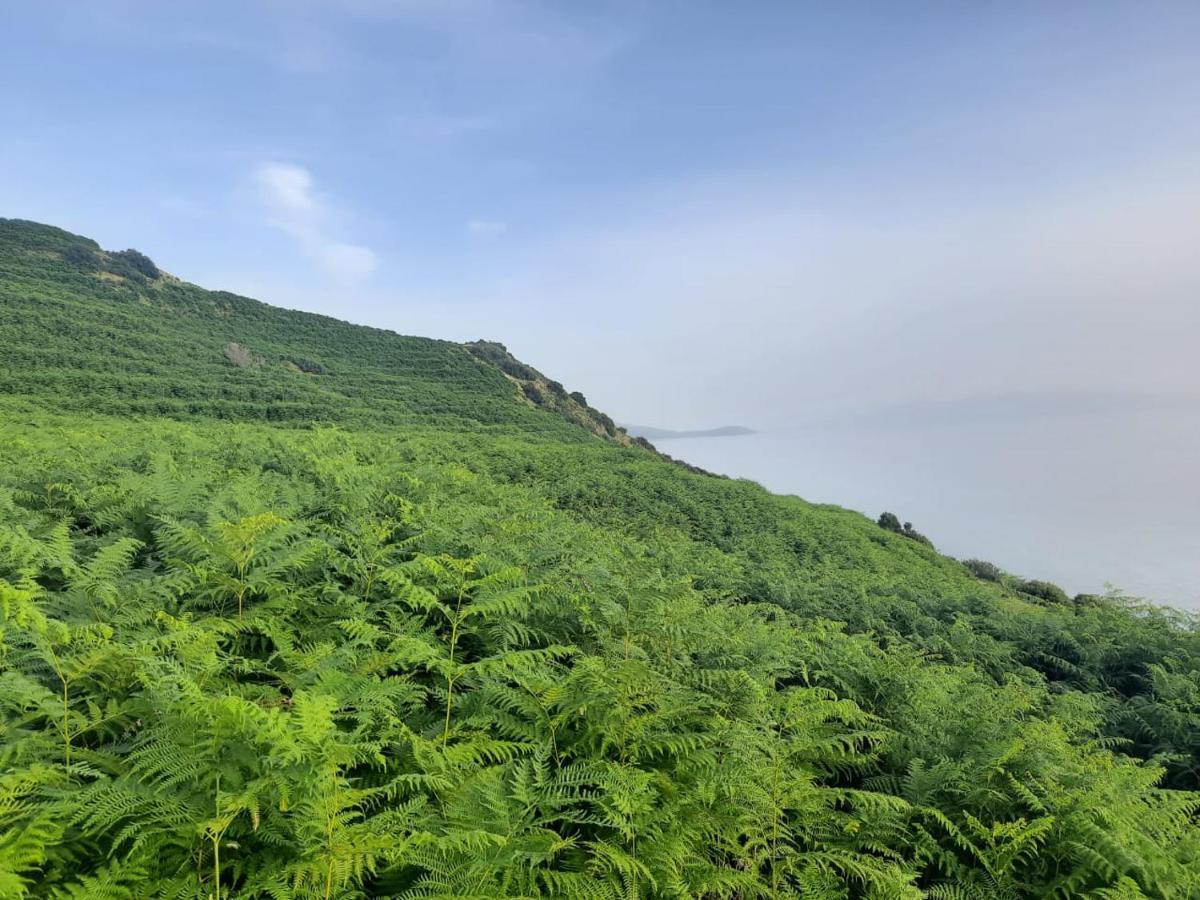 Jungle House *